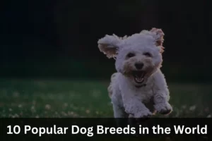 famous Dog Breeds in the World