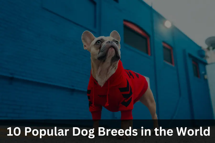 famous Dog Breeds in the World