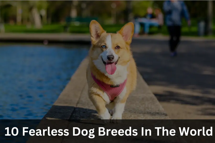 Fearless Dog Breed In The World
