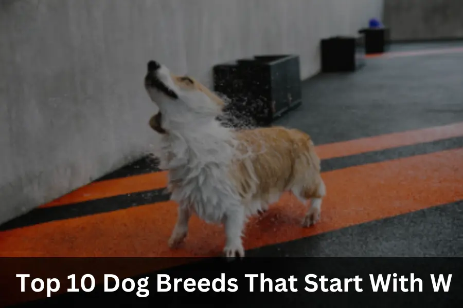 Top 10 Dog Breeds That Start With W